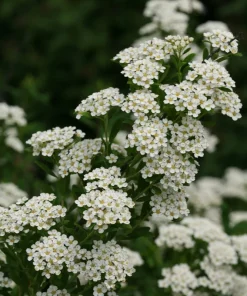 White Wedding Cake Spirea Cuttings Set of 10 Unrooted 6-8 Inches Outdoor Shrub - Image 3