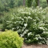 White Wedding Cake Spirea Cuttings Set of 10 Unrooted 6-8 Inches Outdoor Shrub - Image 1