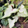 White Wing Caladium Live Plant - Fancy Leaf Elephant Ear, Potted Houseplant - Image 1