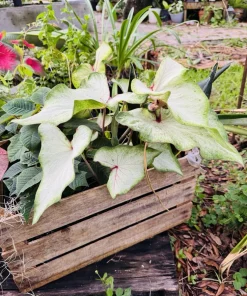 White Wing Caladium Live Plant - Fancy Leaf Elephant Ear, Potted Houseplant - Image 2
