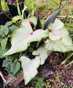 White Wing Caladium Live Plant - Stunning Indoor Foliage - Image 1