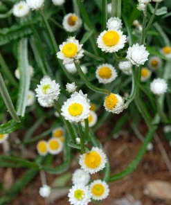 White Winged Everlasting Flower Seeds - Ammobium Alatum - 250 Seeds - Image 10