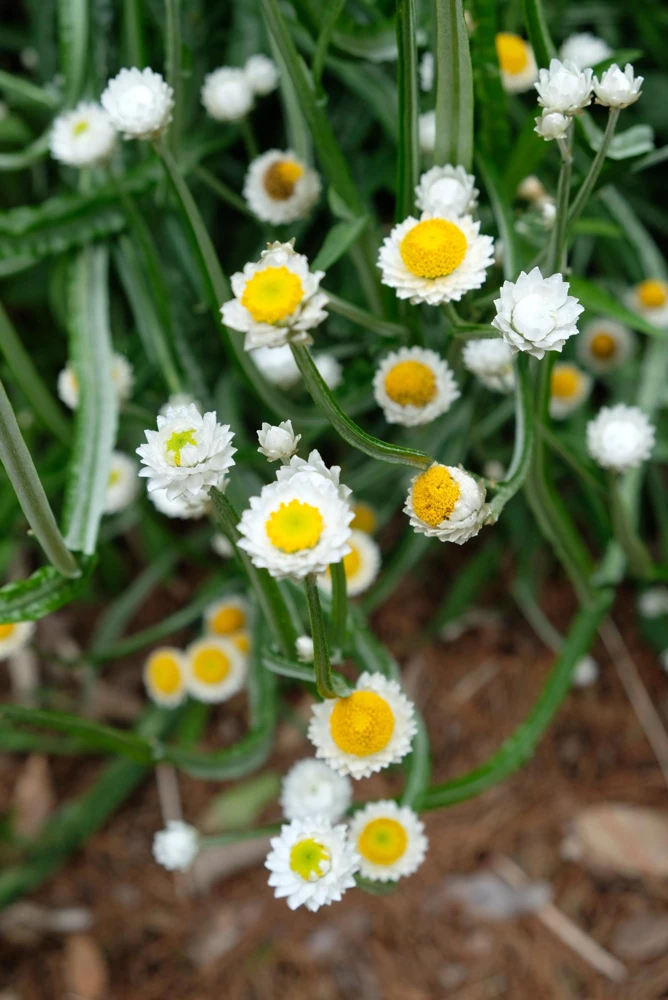 White Winged Everlasting Flower Seeds - Ammobium Alatum - 250 Seeds - Image 10