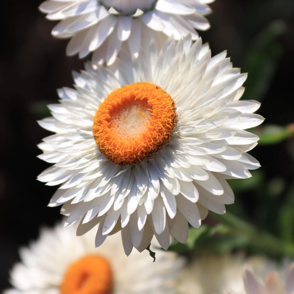 White Winged Everlasting Flower Seeds - Ammobium Alatum - 250 Seeds - Image 11