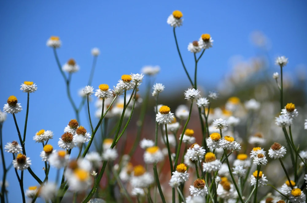 White Winged Everlasting Flower Seeds - Ammobium Alatum - 250 Seeds - Image 2