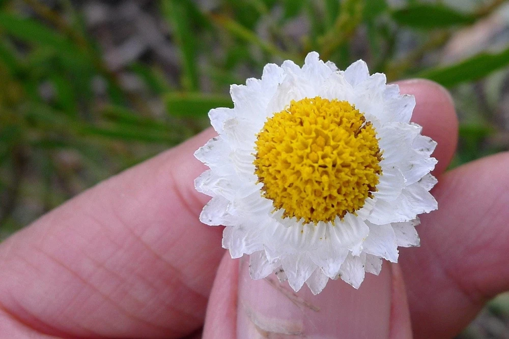 White Winged Everlasting Flower Seeds - Ammobium Alatum - 250 Seeds - Image 3