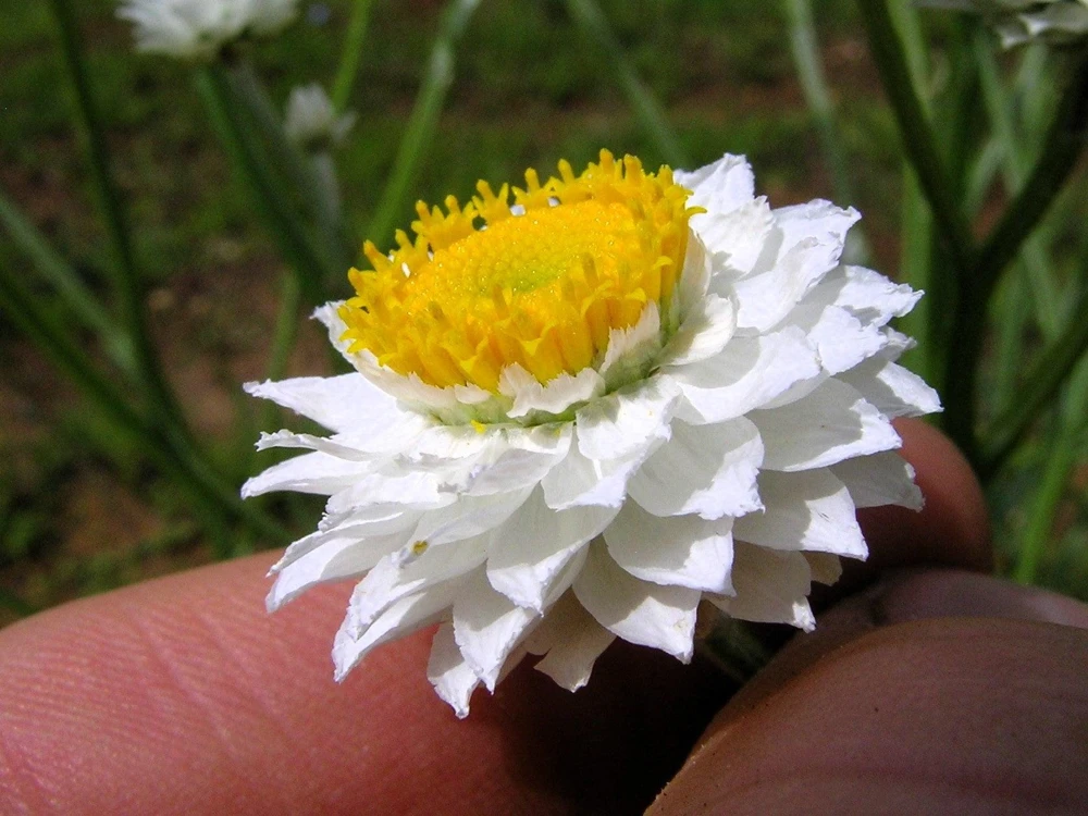 White Winged Everlasting Flower Seeds - Ammobium Alatum - 250 Seeds - Image 4