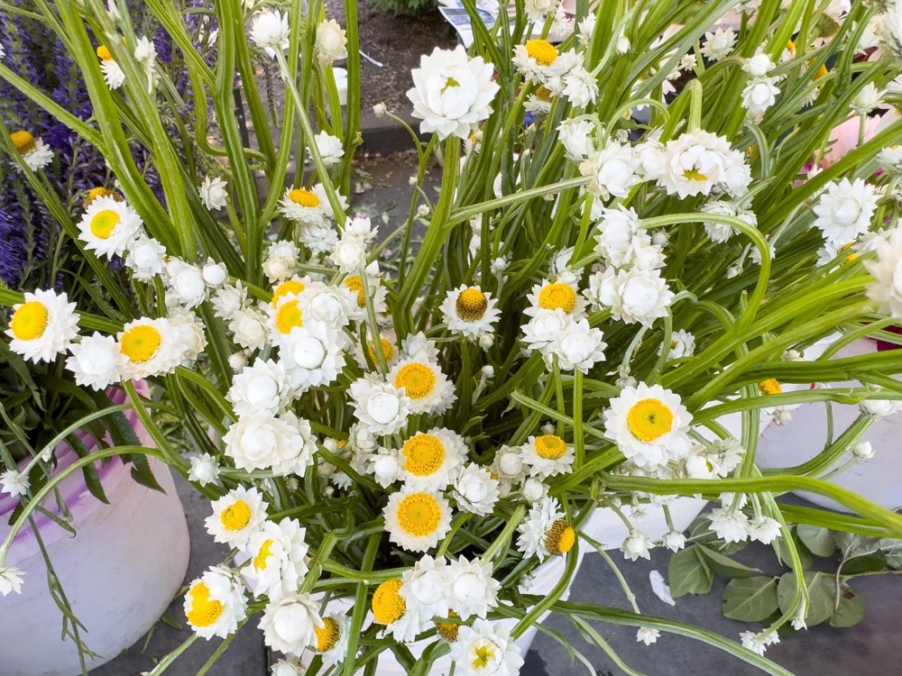 White Winged Everlasting Flower Seeds - Ammobium Alatum - 250 Seeds - Image 5