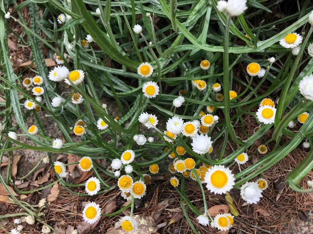 White Winged Everlasting Flower Seeds - Ammobium Alatum - 250 Seeds - Image 6
