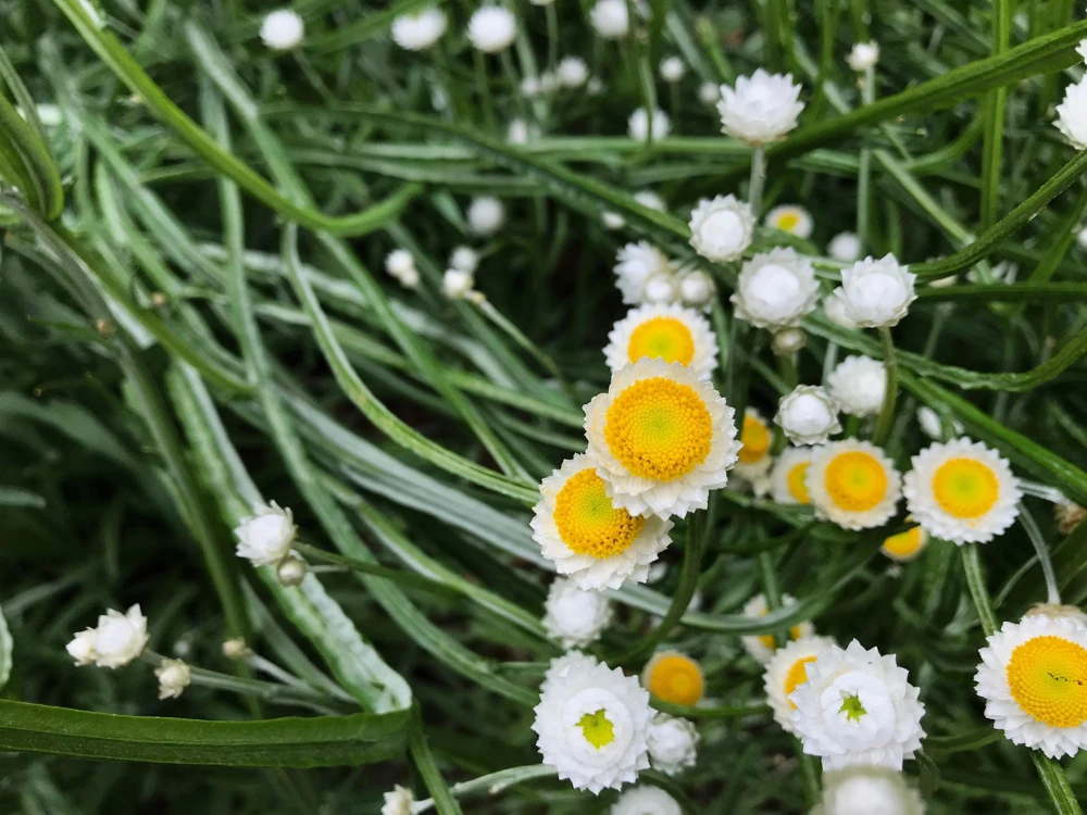 White Winged Everlasting Flower Seeds - Ammobium Alatum - 250 Seeds - Image 7