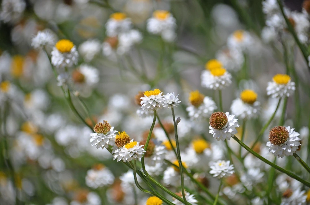 White Winged Everlasting Flower Seeds - Ammobium Alatum - 250 Seeds - Image 8