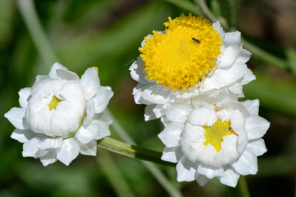 White Winged Everlasting Flower Seeds - Ammobium Alatum - 250 Seeds - Image 9