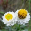 White Winged Everlasting Flower Seeds - Ammobium Alatum - 250 Seeds - Image 1