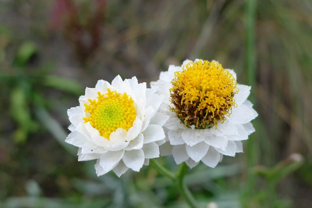 White Winged Everlasting Flower Seeds - Ammobium Alatum - 250 Seeds - Image 1