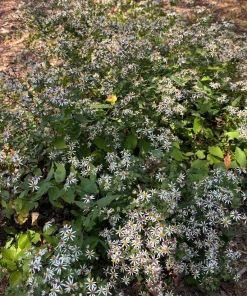 White Wood Aster 'Eastern Star' Live Plant – Eurybia divaricata – 4 Inch Pot - Image 3