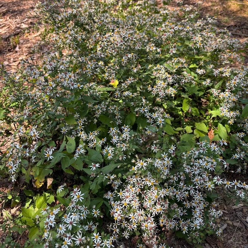 White Wood Aster 'Eastern Star' Live Plant – Eurybia divaricata – 4 Inch Pot - Image 3