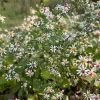 White Wood Aster 'Eastern Star' Live Plant – Eurybia divaricata – 4 Inch Pot - Image 1