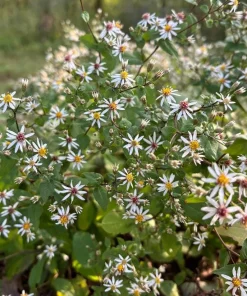 White Wood Aster 'Eastern Star' Live Plant – Eurybia divaricata – 4 Inch Pot - Image 1
