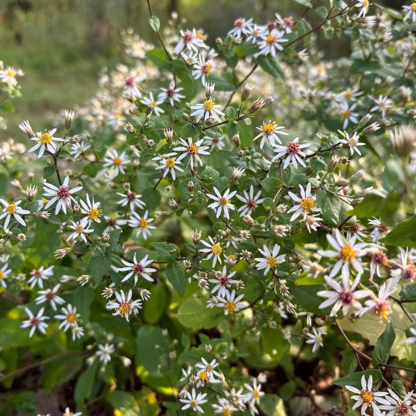 White Wood Aster 'Eastern Star' Live Plant – Eurybia divaricata – 4 Inch Pot - Image 1