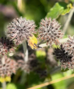 White Wood Mint Seeds - Mentha Arvensis Herb Flower Seeds - 50 Count - Image 10