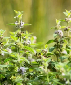 White Wood Mint Seeds - Mentha Arvensis Herb Flower Seeds - 50 Count - Image 2