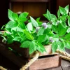 White Wood Mint Seeds - Mentha Arvensis Herb Flower Seeds - 50 Count - Image 1