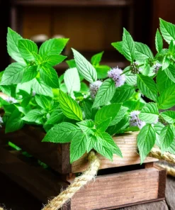 White Wood Mint Seeds - Mentha Arvensis Herb Flower Seeds - 50 Count - Image 1