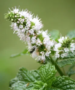 White Wood Mint Seeds - Mentha Arvensis Herb Flower Seeds - 50 Count - Image 3