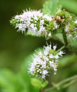 White Wood Mint Seeds - Mentha Arvensis Herb Flower Seeds - 50 Count - Image 4