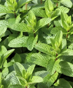 White Wood Mint Seeds - Mentha Arvensis Herb Flower Seeds - 50 Count - Image 5