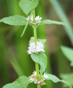 White Wood Mint Seeds - Mentha Arvensis Herb Flower Seeds - 50 Count - Image 6