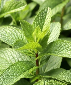 White Wood Mint Seeds - Mentha Arvensis Herb Flower Seeds - 50 Count - Image 7