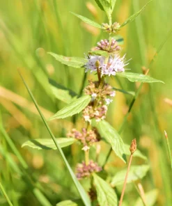 White Wood Mint Seeds - Mentha Arvensis Herb Flower Seeds - 50 Count - Image 8