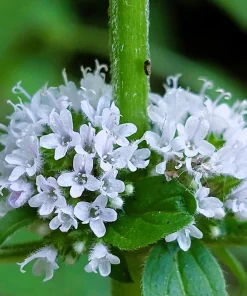 White Wood Mint Seeds - Mentha Arvensis Herb Flower Seeds - 50 Count - Image 9