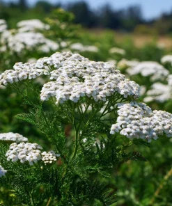 White Yarrow Seeds – 500 Count Achillea millefolium – Perennial Garden Flower Seeds - Image 2