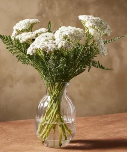 White Yarrow Seeds – 500 Count Achillea millefolium – Perennial Garden Flower Seeds - Image 3