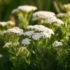 White Yarrow Seeds – 500 Count Achillea millefolium – Perennial Garden Flower Seeds - Image 1