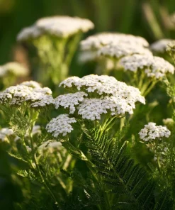 White Yarrow Seeds – 500 Count Achillea millefolium – Perennial Garden Flower Seeds - Image 1
