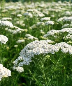 White Yarrow Seeds – 500 Count Achillea millefolium – Perennial Garden Flower Seeds - Image 4