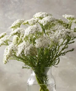 White Yarrow Seeds – 500 Count Achillea millefolium – Perennial Garden Flower Seeds - Image 5