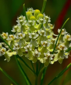 Whorled Milkweed Seeds - Native Pollinator Plant - 50 Seeds - Image 2