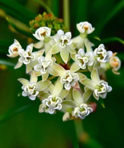 Whorled Milkweed Seeds - Native Pollinator Plant - 50 Seeds - Image 3