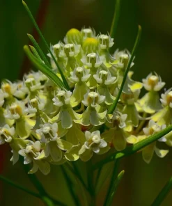 Whorled Milkweed Seeds - Native Pollinator Plant - 50 Seeds - Image 4