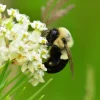 Whorled Milkweed Seeds - Native Pollinator Plant - 50 Seeds - Image 1