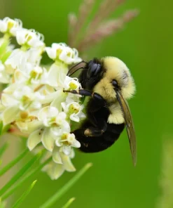 Whorled Milkweed Seeds - Native Pollinator Plant - 50 Seeds - Image 1
