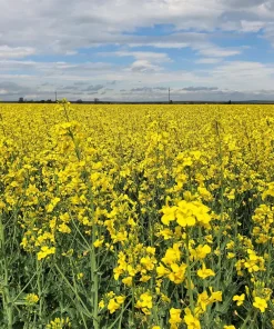 Wichita Winter Canola Seeds - 1000 Count Brassica Napus Cover Crop - Image 2