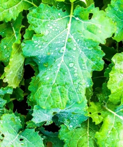 Wichita Winter Canola Seeds - 1000 Count Brassica Napus Cover Crop - Image 3