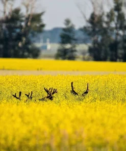 Wichita Winter Canola Seeds - 1000 Count Brassica Napus Cover Crop - Image 4