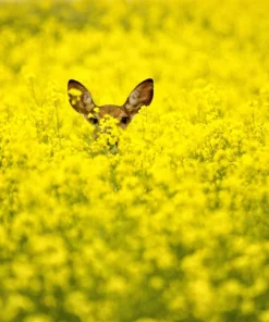 Wichita Winter Canola Seeds - 1000 Count Brassica Napus Cover Crop - Image 5