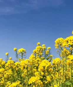 Wichita Winter Canola Seeds - 1000 Count Brassica Napus Cover Crop - Image 8